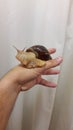 A large Achatina snail crawls along a human hand