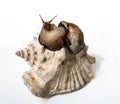 Large Achatina snail on giant empty shell of another on white background Tropical African land mollusc Achatina fulica close up