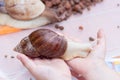 Large Achatina snail with a shell spiral sitting on children`s palms close-up