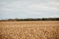 Large acreage of harvested corn stubble in a field Royalty Free Stock Photo