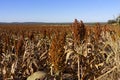 Large acreage of sorghum ready to harvest Royalty Free Stock Photo