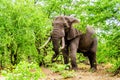 A large adult African Elephant eating leafs from Mopane Trees in a forest near Letaba in Kruger National Park Royalty Free Stock Photo