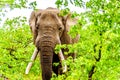 A large adult African Elephant eating leafs from Mopane Trees in a forest near Letaba in Kruger National Park Royalty Free Stock Photo