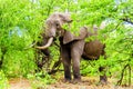 A large adult African Elephant eating leafs from Mopane Trees in a forest near Letaba in Kruger National Park Royalty Free Stock Photo