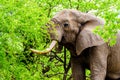 A large adult African Elephant eating leafs from Mopane Trees in a forest near Letaba in Kruger National Park Royalty Free Stock Photo