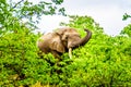 A large adult African Elephant eating leafs from Mopane Trees in a forest near Letaba in Kruger National Park Royalty Free Stock Photo