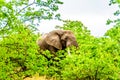 A large adult African Elephant eating leafs from Mopane Trees in a forest near Letaba in Kruger National Park Royalty Free Stock Photo