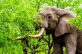 A large adult African Elephant eating leafs from Mopane Trees in a forest near Letaba in Kruger National Park Royalty Free Stock Photo