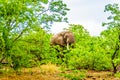 A large adult African Elephant eating leafs from Mopane Trees in a forest near Letaba in Kruger National Park Royalty Free Stock Photo