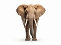 Large adult African Elephant male bull with long ivory tusks isolated on white background - front view. Wild animal look Royalty Free Stock Photo