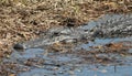 Large adult Alligator napping and hunting at the same time in a Florida swamp. Royalty Free Stock Photo