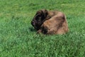 Great wisent lies on green prairie grass