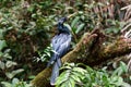 Large adult anhinga bird with its glossy black-blue plumage perched on mossy branch