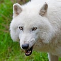 Large adult arctic wolf