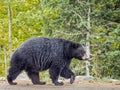 Large Adult Black Bear