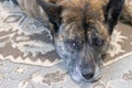 large adult brindle dog laying on a rug bored