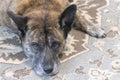 large adult brindle dog laying on a rug bored