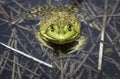 Large adult bullfrog in a refuge pond.