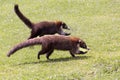 Large adult coatis seen in profile running in the grass during a sunny day