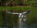 Large Adult Cocoi Heron