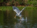 Large Adult Cocoi Heron