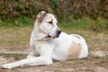 Large adult dog breed alabai Royalty Free Stock Photo