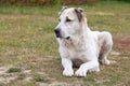 Large adult dog breed alabai Royalty Free Stock Photo