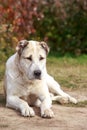 Large adult dog breed alabai Royalty Free Stock Photo