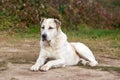 Large adult dog breed alabai Royalty Free Stock Photo