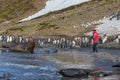 Large adult elephant seal screams to frighten photographer