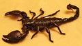 Large adult Emperor Scorpion top view