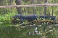 Large adult female alligator Royalty Free Stock Photo