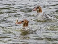 Large Adult Female Common Merganser With A Fish