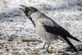 Large adult gray crow croaks loudly sitting on the surface of the earth