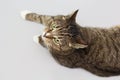 Large adult greeneyed tabby cat on grey Royalty Free Stock Photo