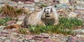 Large Adult Hoary Marmot