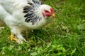 Light Brahma Farm Chicken Royalty Free Stock Photo