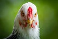 Light Brahma Farm Chicken Royalty Free Stock Photo