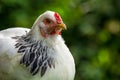 Light Brahma Farm Chicken Royalty Free Stock Photo