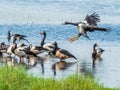 Flying Magpie Goose