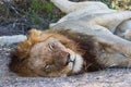 Large adult male lion Panthera leo head portrait closeup sleeping