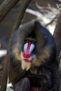 Large Adult Mandrill Monkey with Great Coloring