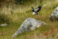 Mountain Caracara