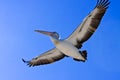 Large adult pelican in flight Royalty Free Stock Photo