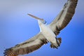 Large adult pelican in flight Royalty Free Stock Photo