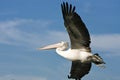 Large adult pelican in full flight Royalty Free Stock Photo