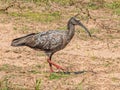 Large Adult Plumbeous Ibis