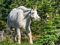 Large Adult Rocky Mountain Goat