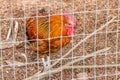 large adult rooster behind a chicken wire fence Royalty Free Stock Photo
