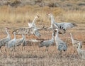 Large Adult Sandhill Cranes